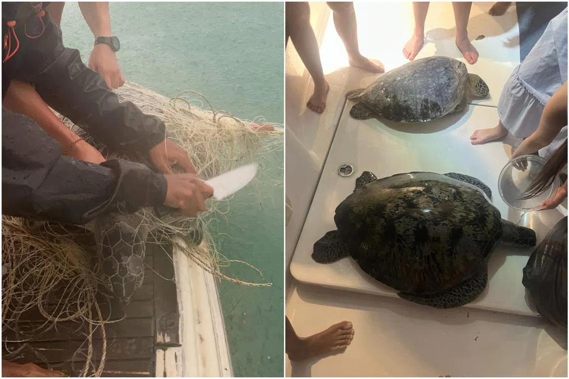 Two men cut off the fishing net that was entangled around the green turtles on Nov 18. 