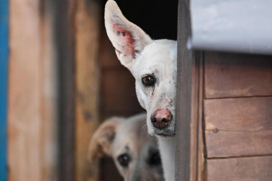 Calls for better legal protection for animals have grown in more than 100 Chinese cities since the incident took place on June 28.