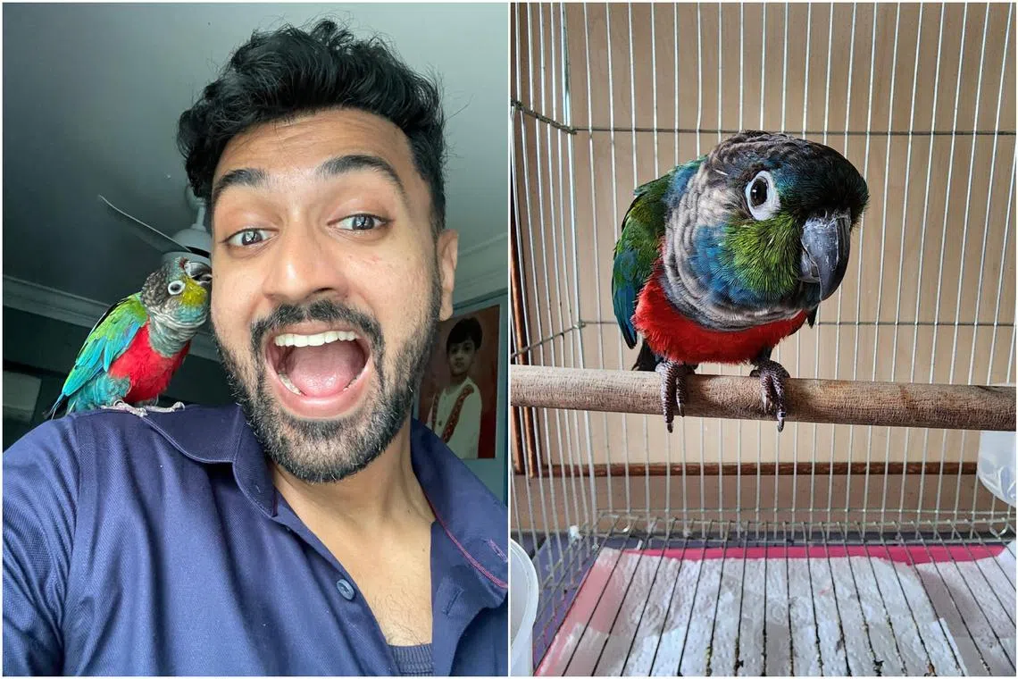 Singaporean actor-host Thavanesan Sivananthan and his feathered sibling Berri.