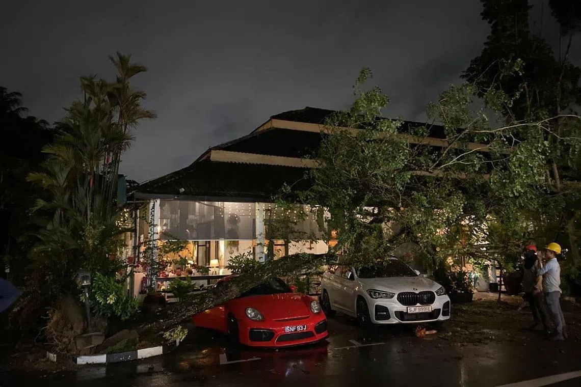 aqtree04 - A tree has fallen on at least 2 cars in Dempsey on Saturday evening, in front of the Blu Kouzina restaurant.

Credit: Vivian Tan