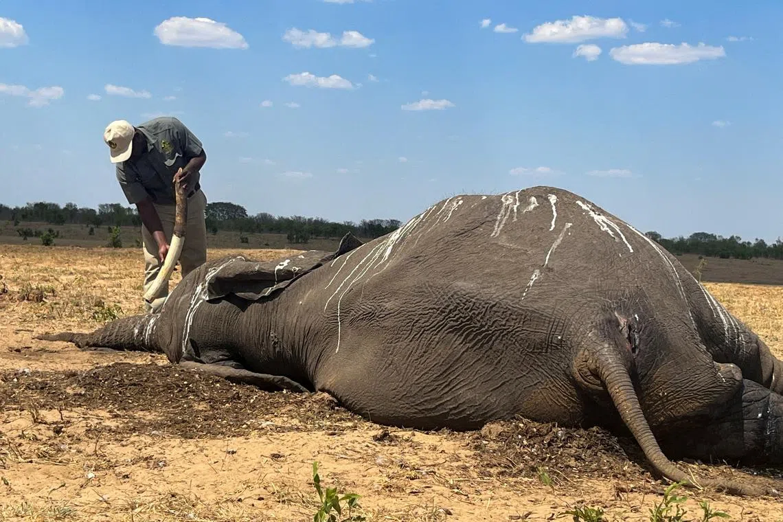 An official inspecting the tusk of a dead elephant in Hwange National Park, Zimbabwe, Dec 7, 2023.