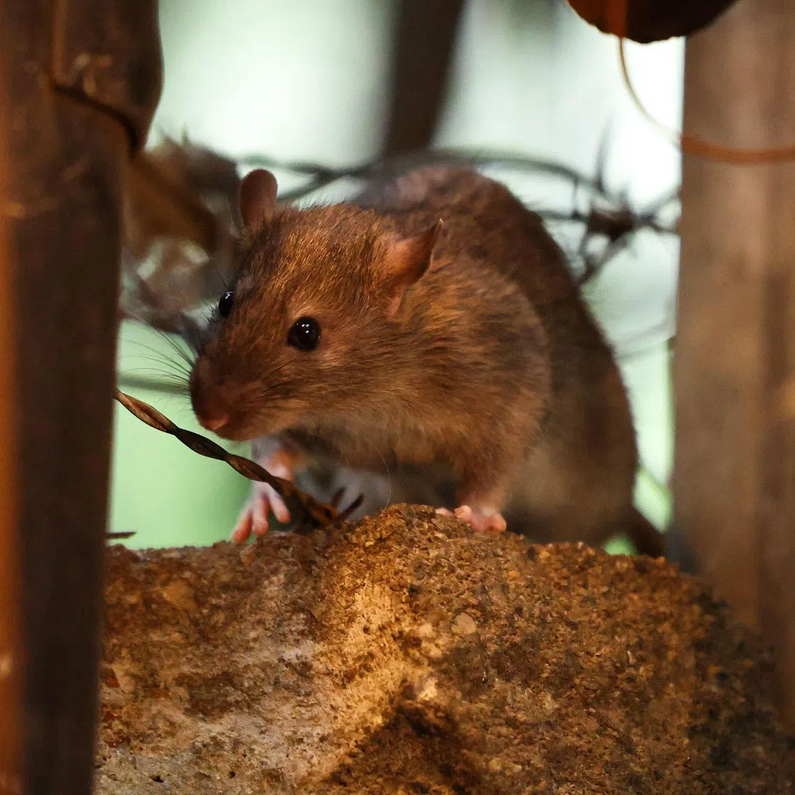 Officials are mounting an effort to educate the public about the need to avoid leaving behind food waste that feeds and sustains the rat population.