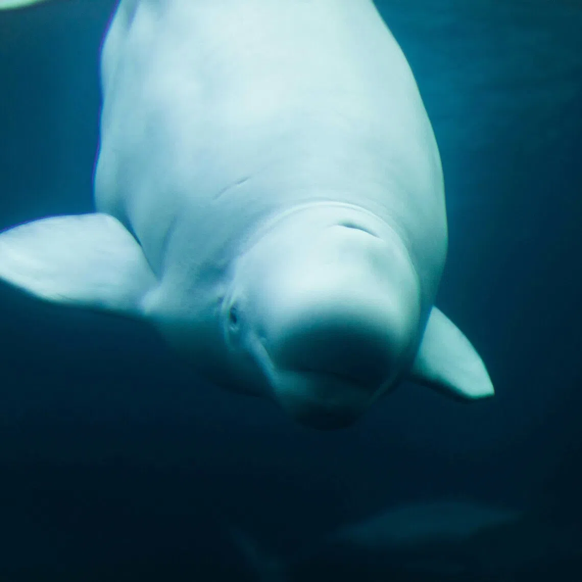 Marineland closed to the public in 2024 and has reportedly been trying to sell its assets since. 