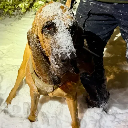 A snowy-snouted Bo – a K-9 trained in scent tracking – still at attention after helping rescue a 13-year-old boy with special needs during a brutal snowstorm in North Carolina.
