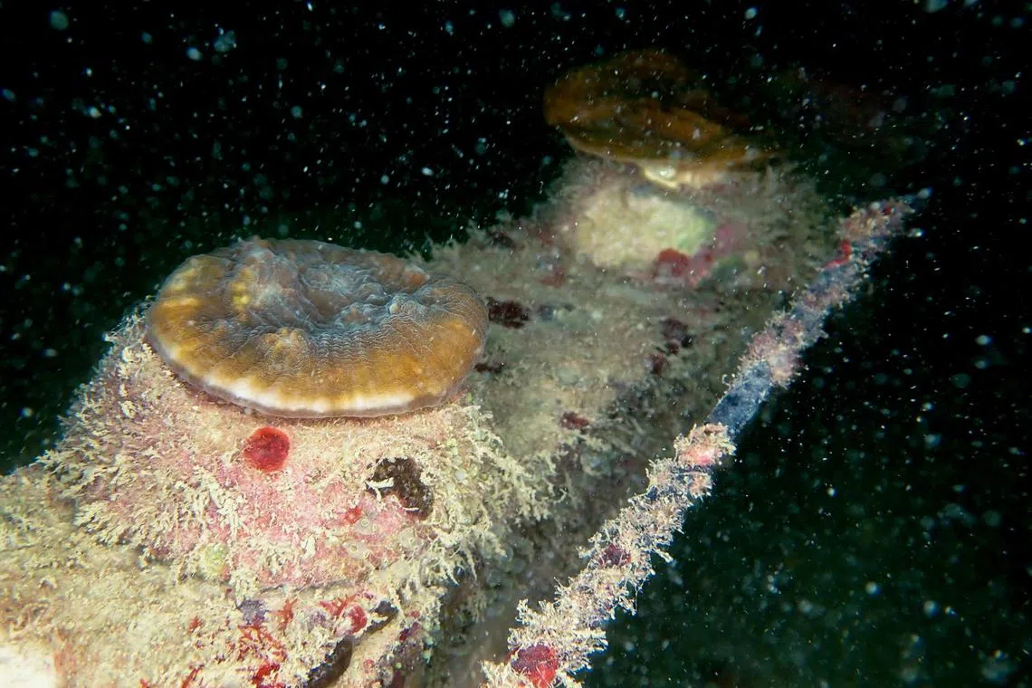 For the pilot, the corals are first grown in nursery tanks under low-light conditions before being transplanted to light-limited reef zones in the Southern Islands. 