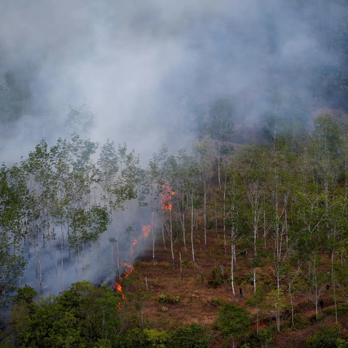 Indonesia's government allocated 20.6 million hectares of forest areas for food-, energy- and water-related programmes in 2025, 43 per cent of which was natural forest.