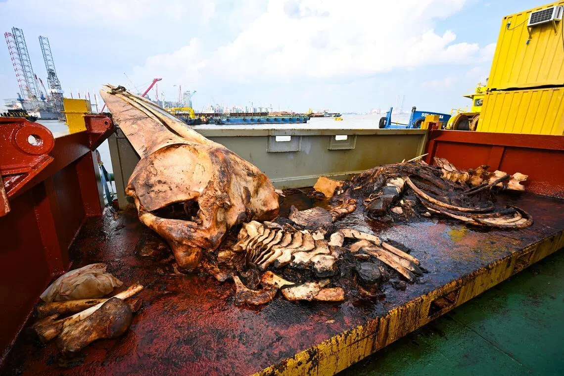 When first recovered in September 2025, only half the whale’s body was found.
