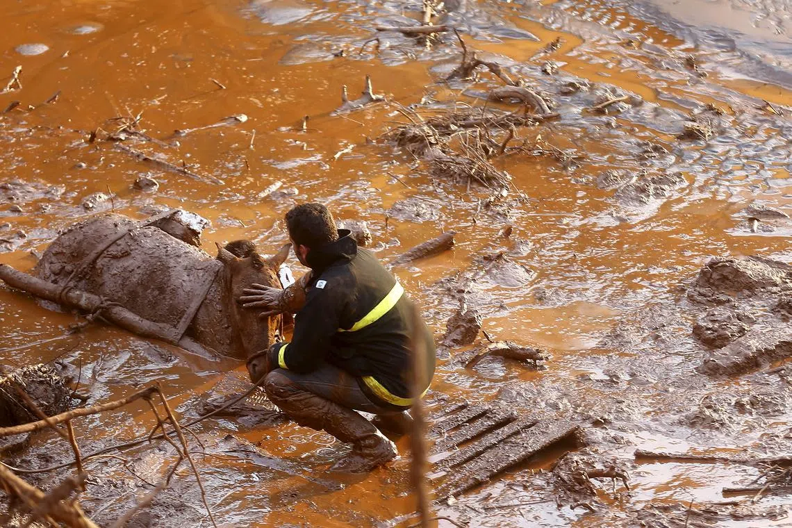 File photo\" A rescue worker touches the face of a horse as they try to save it at Bento Rodrigues district, which was covered with mud after a dam owned by Vale SA and BHP Billiton Ltd burst in Mariana, Brazil, November 6, 2015. REUTERS/Ricardo Moraes/File photo