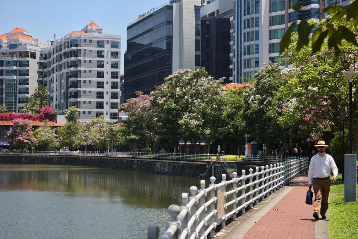 Flowering trees line the Singapore River on Aug 22, 2024.