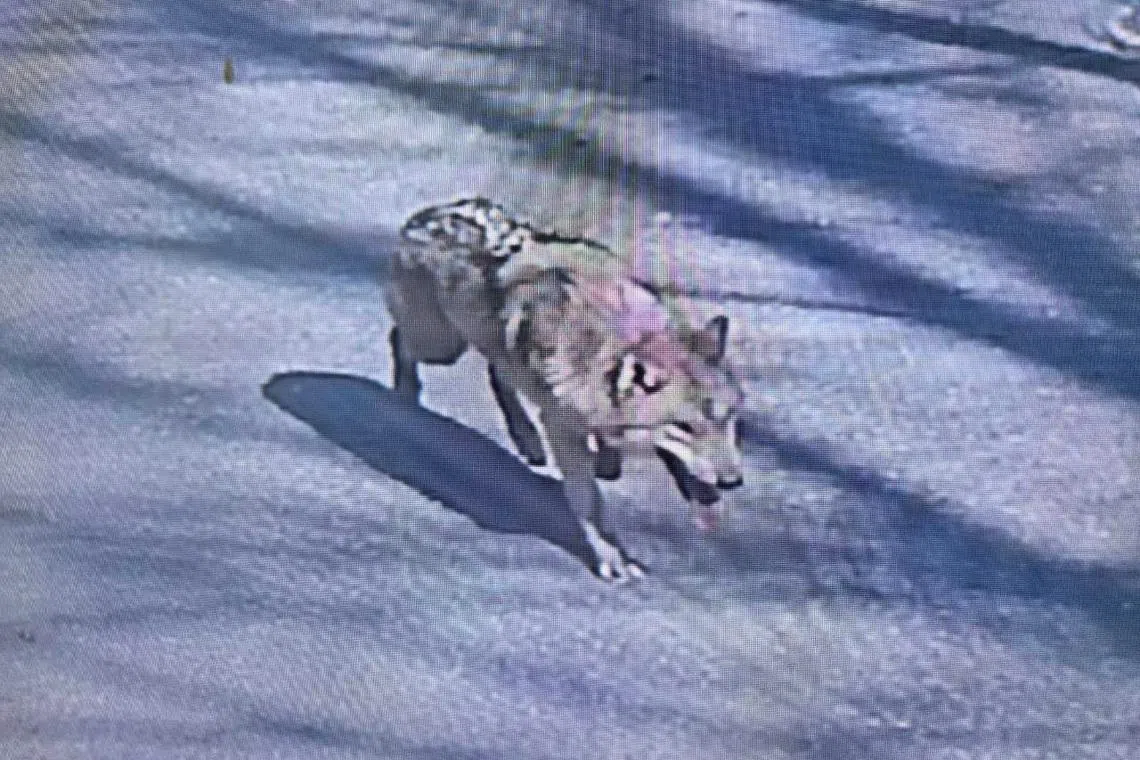 A wolf that went missing after escaping from its enclosure in O-world zoo, roams in the zoo premises in Daejeon, South Korea April 8, 2026 in this still image of surveillance footage video playing on a screen. 
