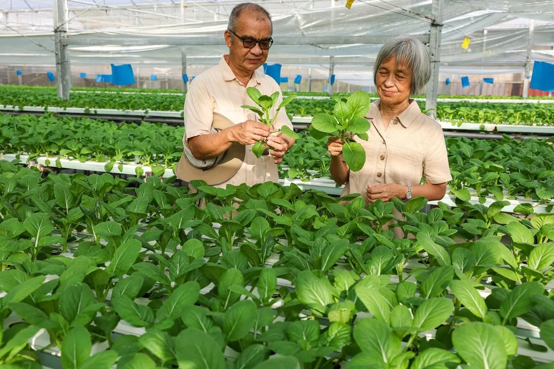 (From left) Profile of Daniel Lai, director of operations at Cropciti, and Sharon Goh, director of Cropciti, at the vegetable farm on July 29.