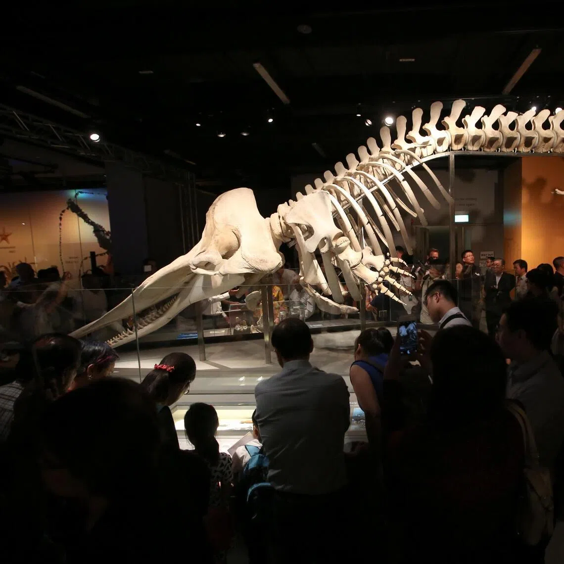 The skeleton of Jubi Lee, a sperm whale found off Jurong Island in 2015, is now displayed at the Lee Kong Chian Natural History Museum.
