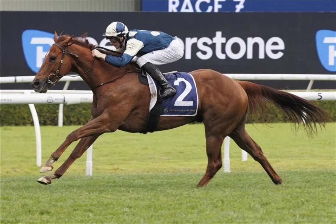 Jimmysstar seeking redemption in Doomben 10,000
