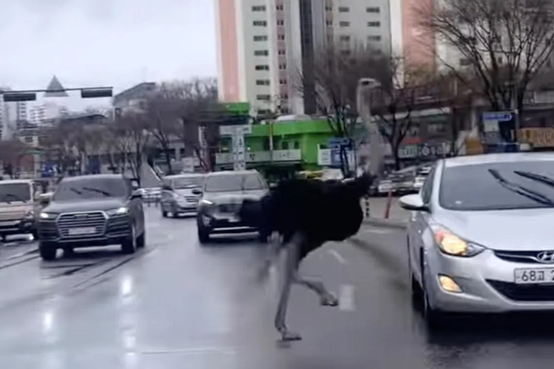 Scenes of the male ostrich, named Tadori, running around busy roads were reminiscent of Sero the zebra, who escaped from a Seoul zoo in March 2023.