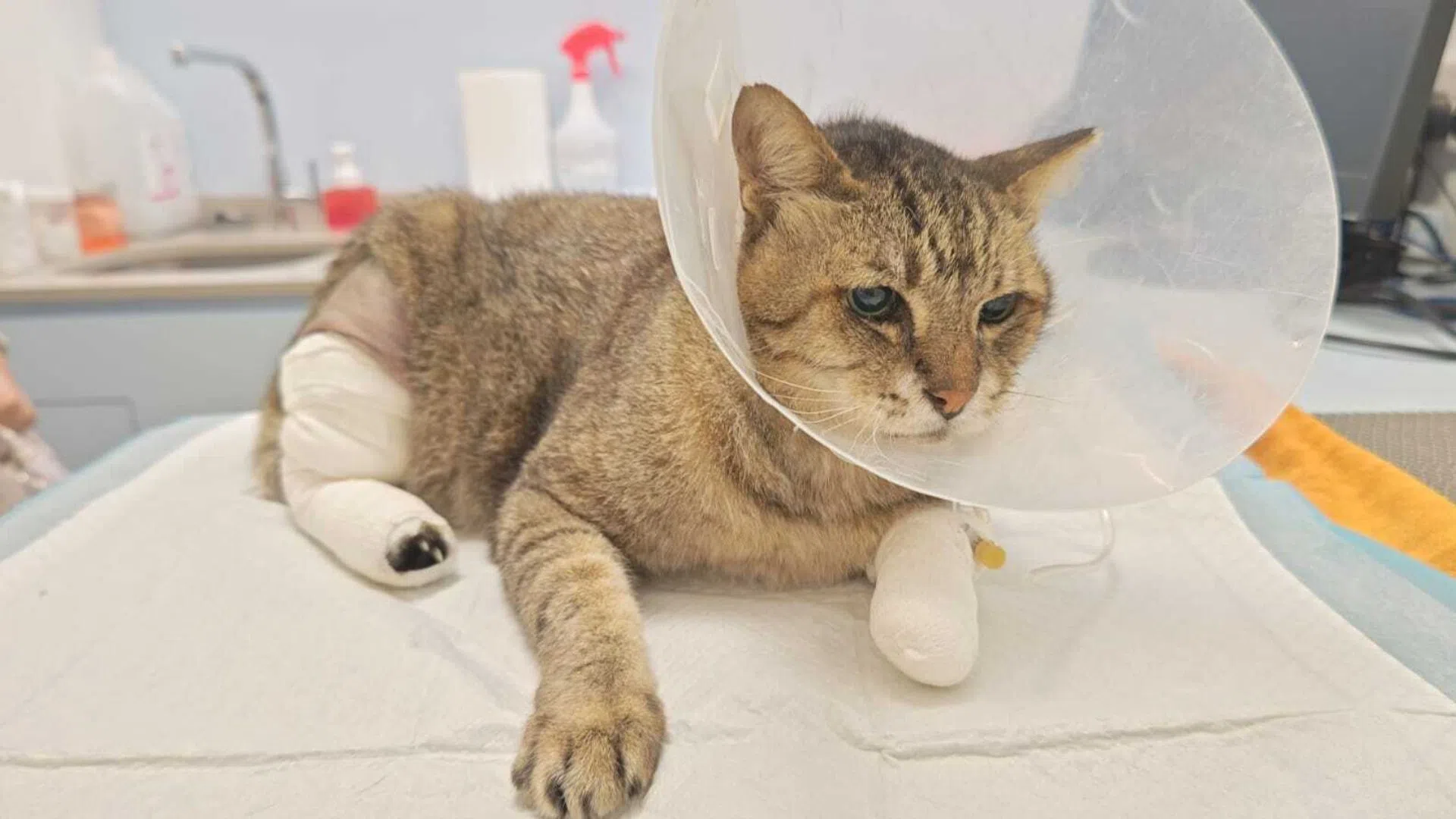 Cassidy the cat at the vet.