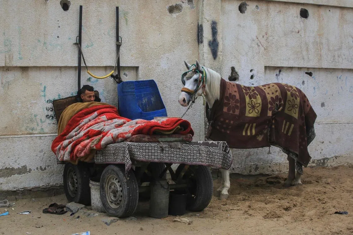A  Palestinian man sleeping next to his horse in Khan Yunis, in the southern Gaza Strip, on Feb 10, 2026. 