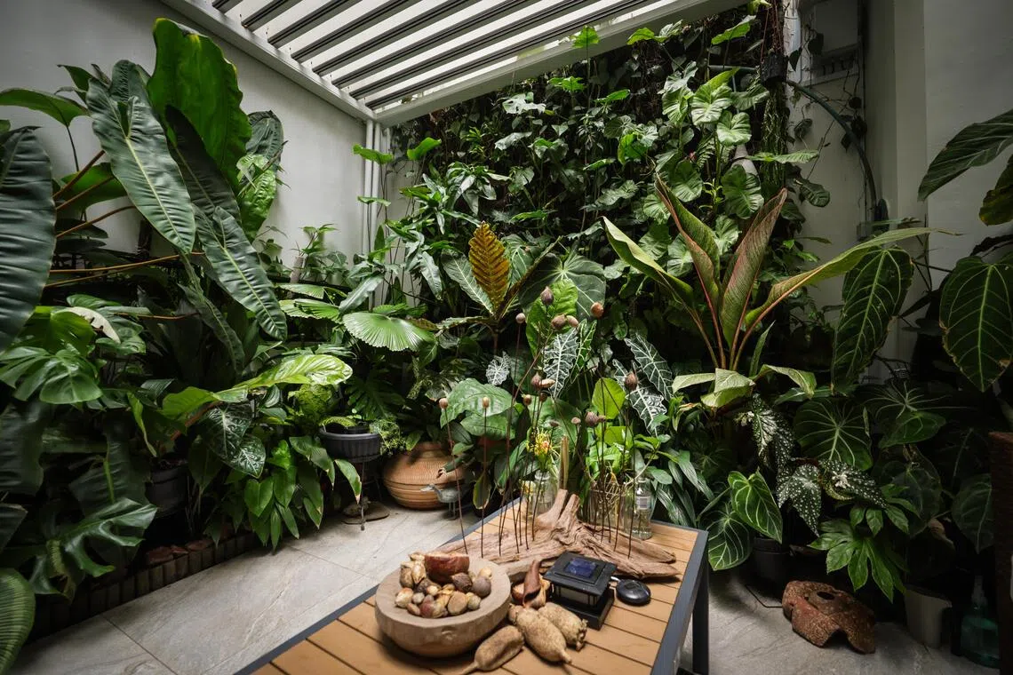 Irene Ngoo’s courtyard now has a vertical green wall as its main feature, surrounded by foliage plants at its base.