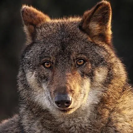 Wolves were effectively wiped out in Germany by the mid‑19th century, largely due to bounties and habitat loss.