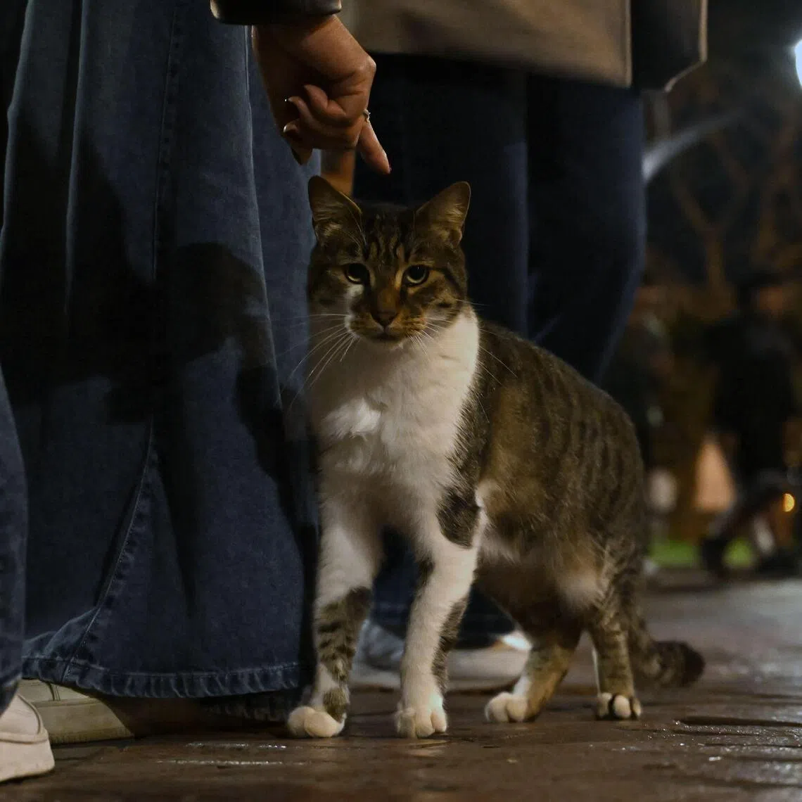 A visitor pets a cat at the Miraflores Central Park, commonly known as the  "Cats Park"  in Lima, Peru, on October 18, 2025. The cats first appeared in the park in the 1990s, when the municipality introduced them to help control a rat infestation. Today, more than a hundred cats live there, cared for by a group of volunteers who feed them, provide medical treatment when needed, and promote their adoption. (Photo by Raul ARBOLEDA / AFP)