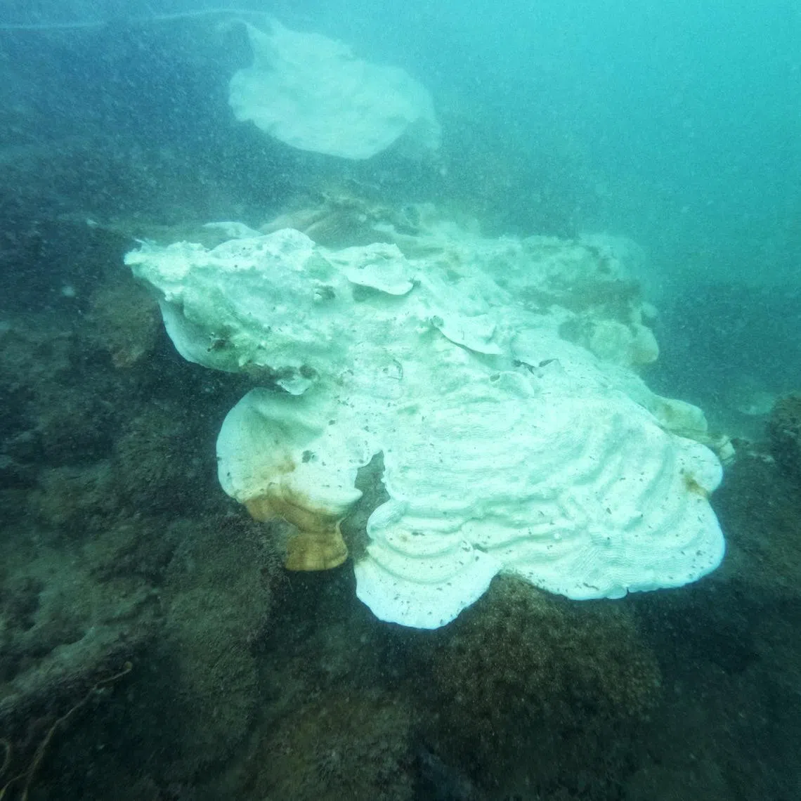 Corals at Pulau Hantu showing signs of stress during the 2024 mass bleaching event.