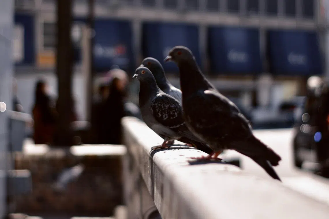 Under Japan’s wildlife laws, residents may not kill or remove even the peskiest of birds without approval from local authorities.