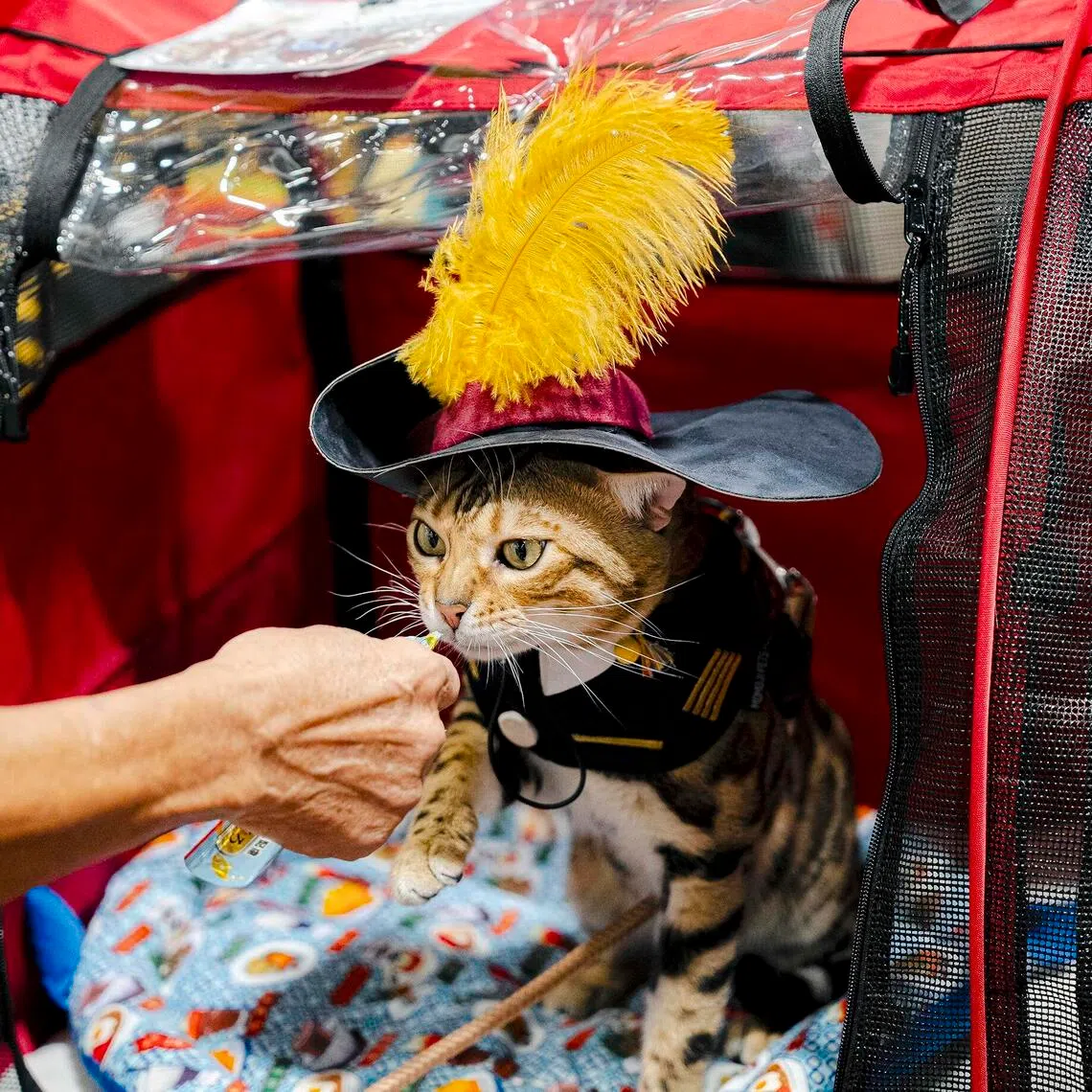 Asia Cat Expo 2026 will be at the Suntec Convention Centre on June 27 and 28.