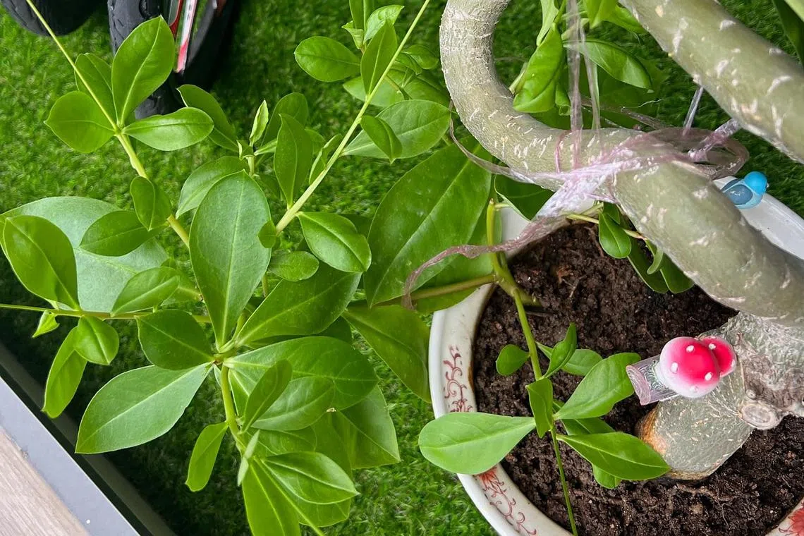 The desert rose is a sun-loving plant.