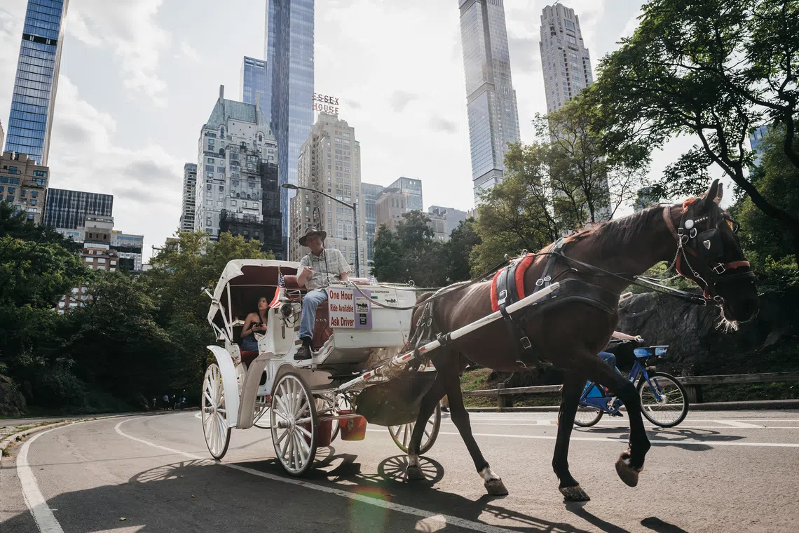 Horse-drawn carriages are a historic tourist attraction in New York City.