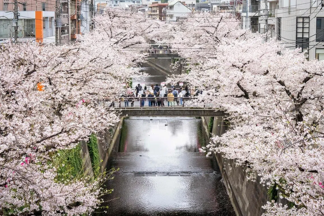 People admiring and photographing cherry blossoms along a river in Tokyo, Japan on March 31, 2026. 