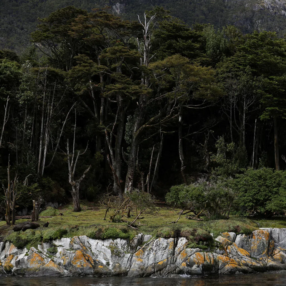 A native forest, during a boat trip in the Strait of Magellan, near the Brunswick Peninsula where Chile plans to create Cape Froward National Park to protect roughly 150,000 hectares of forests, peatlands, glaciers and coastline, in collaboration with Rewilding Chile, in Punta Arenas, Chile, December 2, 2025. REUTERS/Pablo Sanhueza