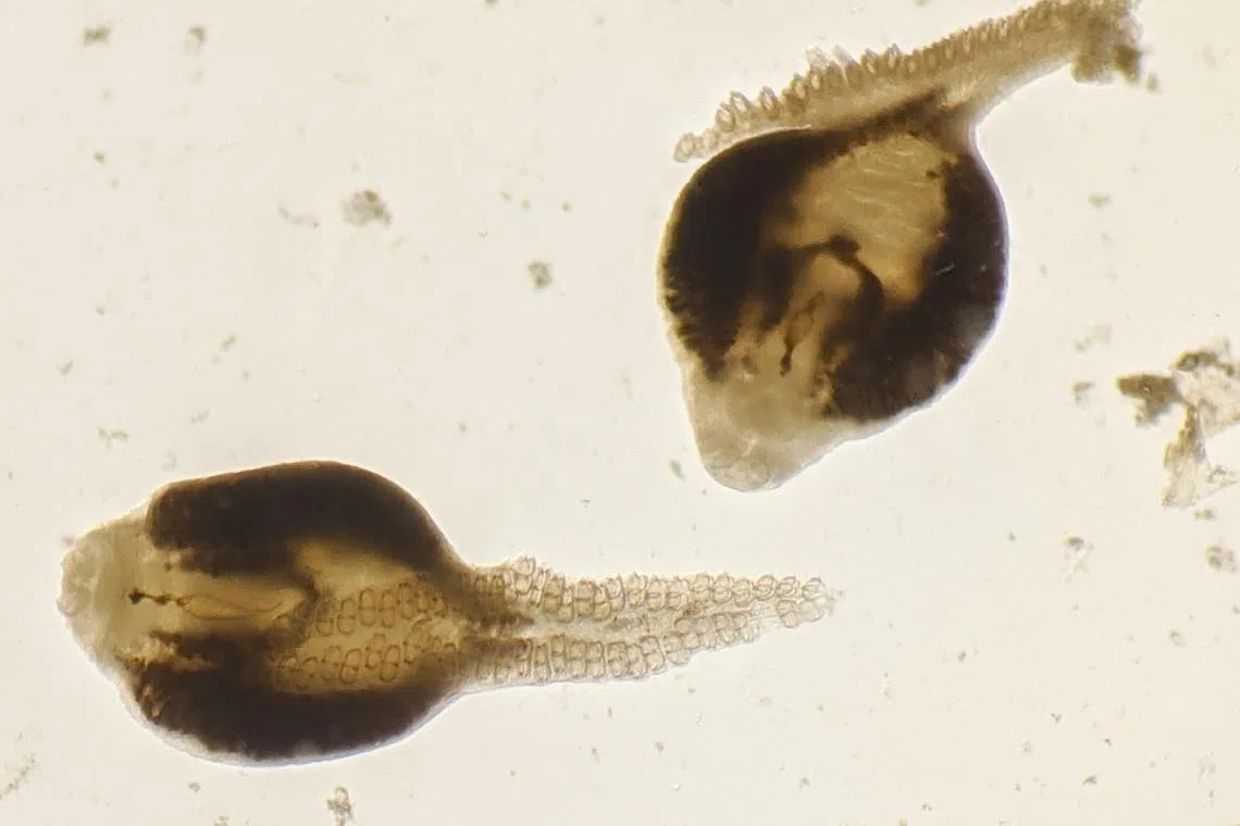 An undated photo provided by Katie Leslie shows Monogenean worms (Microcotyle sebastis) that were dissected from the gills of a preserved copper rockfish from the Burke Museum specimen collection. Warming temperatures in one part of the world seem to have driven down the parasite population, suggesting another unexpected way that climate change harms ecosystems. (Katie Leslie/University of Washington via The New York Times)  -- NO SALES; FOR EDITORIAL USE ONLY WITH NYT STORY SLUGGED PARASITES DECLINE BY RACHEL NUWER FOR JAN. 9, 2023. ALL OTHER USE PROHIBITED. --
