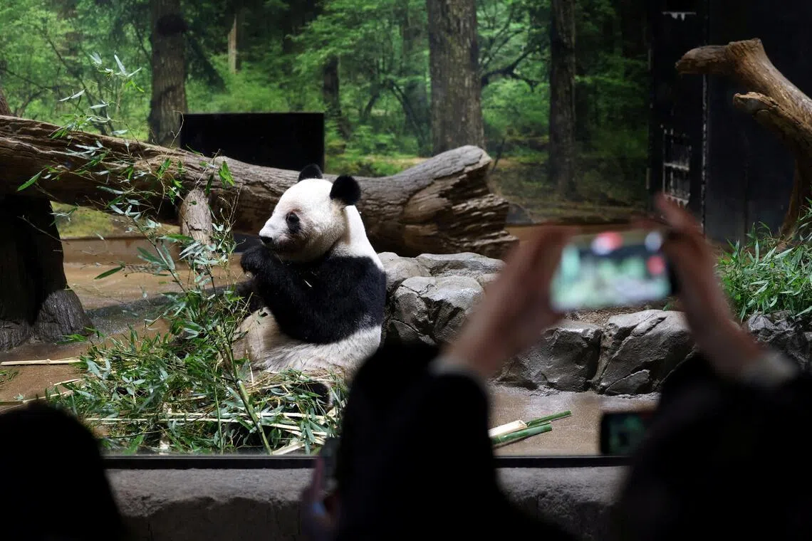 Twin giant pandas Xiao Xiao and Lei Lei are set to return to China.