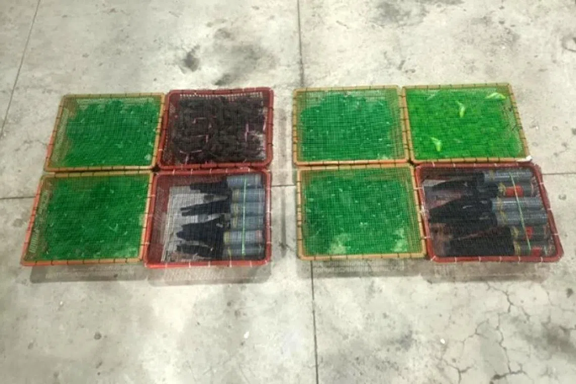sybird10 - The smuggled birds were held in plastic containers that were hidden in compartments behind the driver's and passengers' seats of the truck. 

Credit: NParks