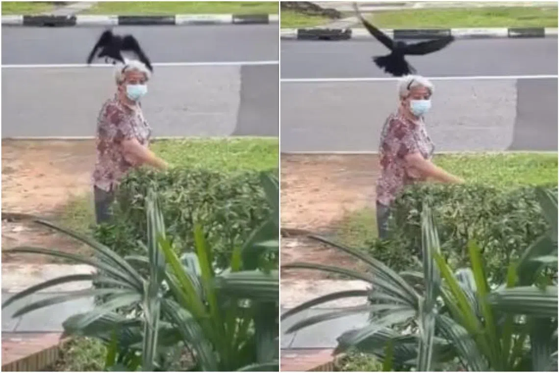  NParks is aware of a video of a woman being attacked by crows while walking along the street.