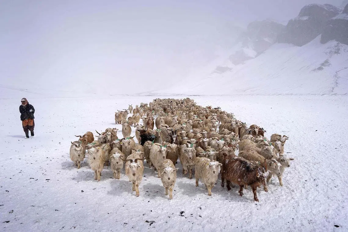 A nomadic shepherd leading a herd of pashmina goats for grazing during snowfall at the snow-capped Changthang plateau in eastern Ladakh, India, on April 19, 2025. 