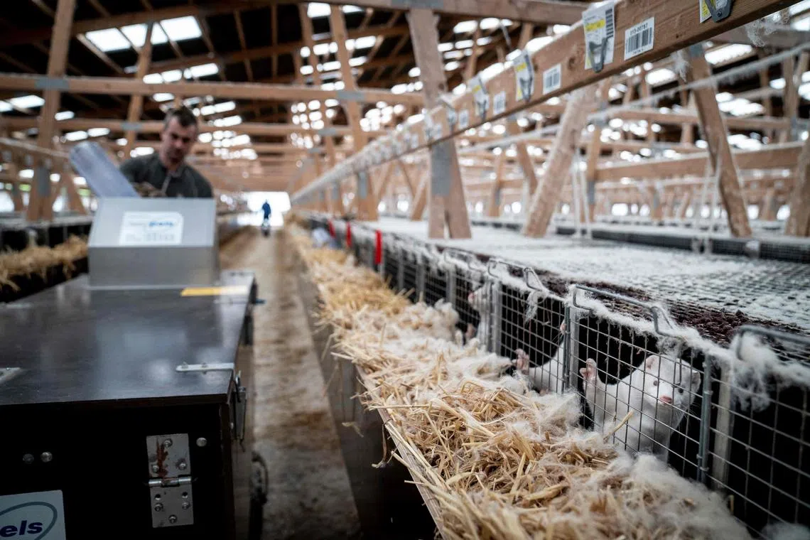 Mink farms may pose a pandemic risk that is not worth having. 