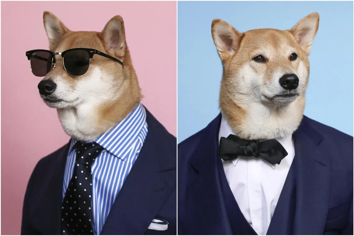 Bodhi, known simply as the Menswear Dog to thousands of enthusiasts on social media, died on Nov 18. He was 15.