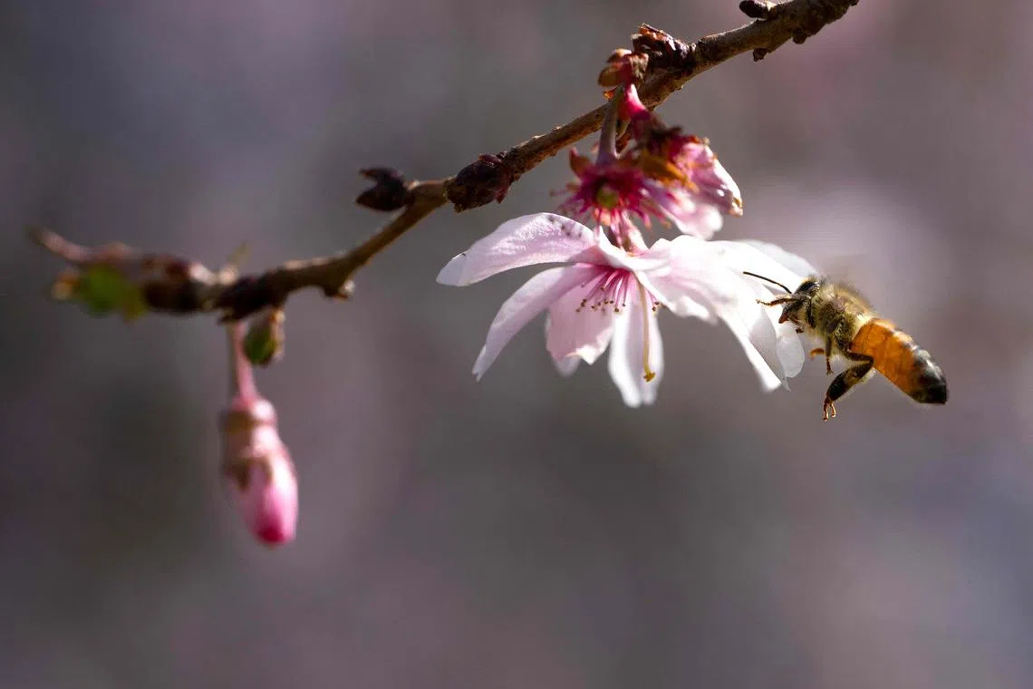 A honey bee flying in to collect pollen on a recently bloomed cherry blossom in Washington, DC, on March 19, 2025.