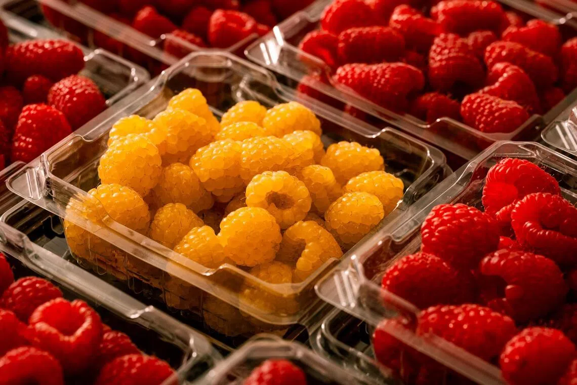 California food giant Driscoll’s has helped turn a local, seasonal treat into a worldwide refrigerator staple and marketing juggernaut.