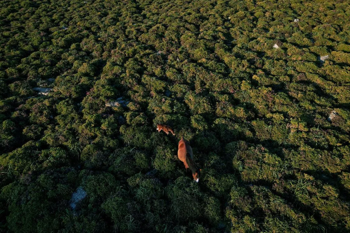 FILE PHOTO: A drone view shows a wild horse and her foal feeding on spiny gorses in the Serra da Groba, near Baiona, Galicia, Spain, May 24, 2024. REUTERS/Nacho Doce/File Photo