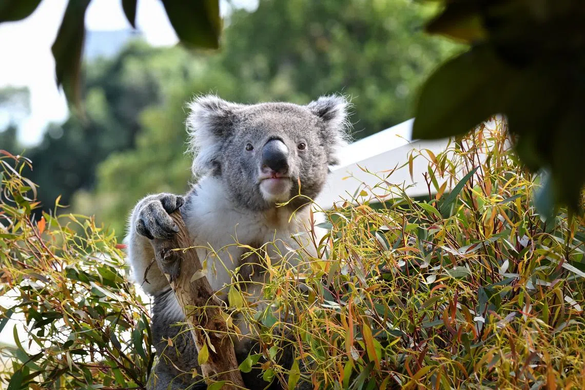 Trials of the vaccine showed it reduced the likelihood of koalas developing chlamydia during breeding age.