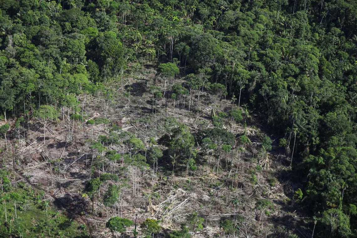 FILE PHOTO: A deforested area which, according to authorities, is used for coca leaf plantations is seen during an overflight by the Colombian anti-narcotics police in Putumayo, Colombia November 12, 2023. REUTERS/Luisa Gonzalez/File Photo