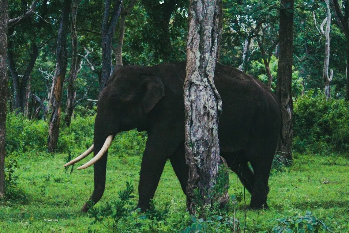 In the chaos of trying to escape, 8-year-old Citra suffered a skull fracture after being trampled and fell into a coma before passing away.