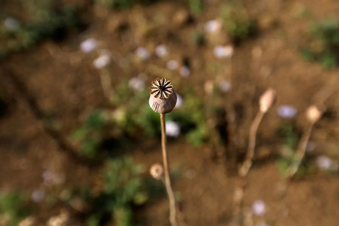 FILE PHOTO: A dried poppy is seen in a field next to a mulberry farm in Tangyan township in Lashio District, northern Shan State, Myanmar, April 22, 2018. REUTERS/Ann Wang/File Photo