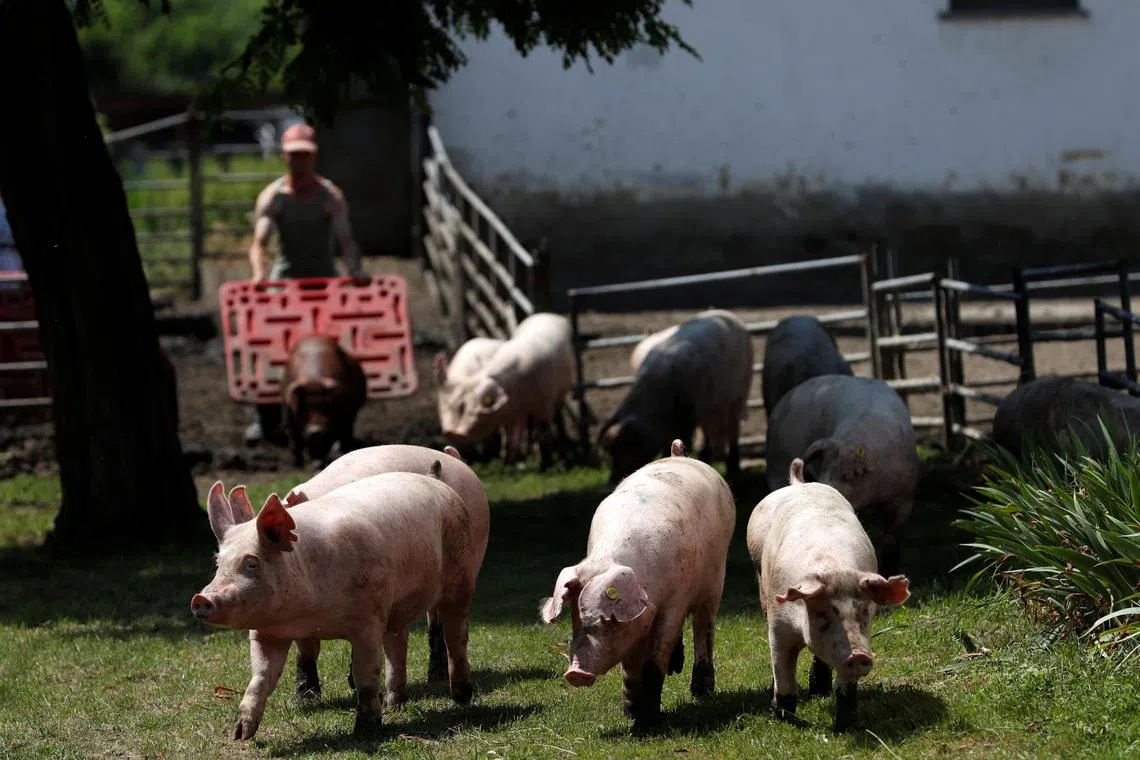 Pigs are seen on a pig farm in Rabacsecseny, Hungary, May 31, 2018.  REUTERS/Bernadett Szabo