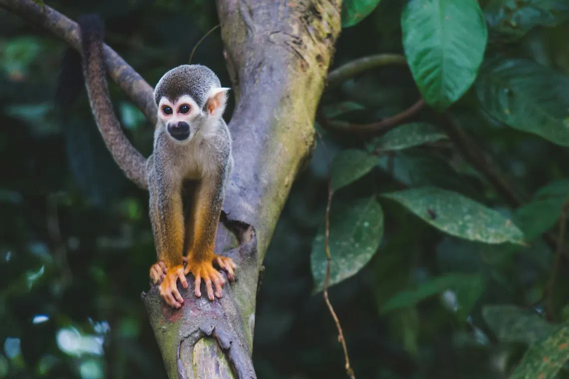 Housed in five separate cages, the deceased monkeys included one common squirrel monkey.
