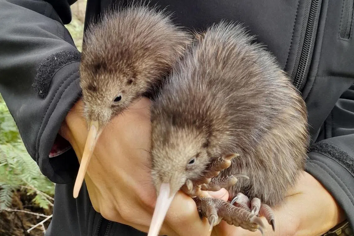 With the two new additions, the number of North Island brown kiwis in Wellington is now 65, reported CNN.