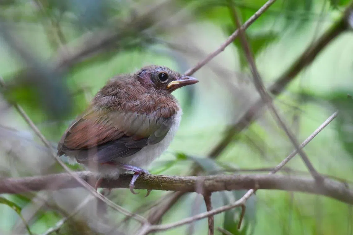 The mangrove whistler has been observed breeding for the first time in more than 70 years.