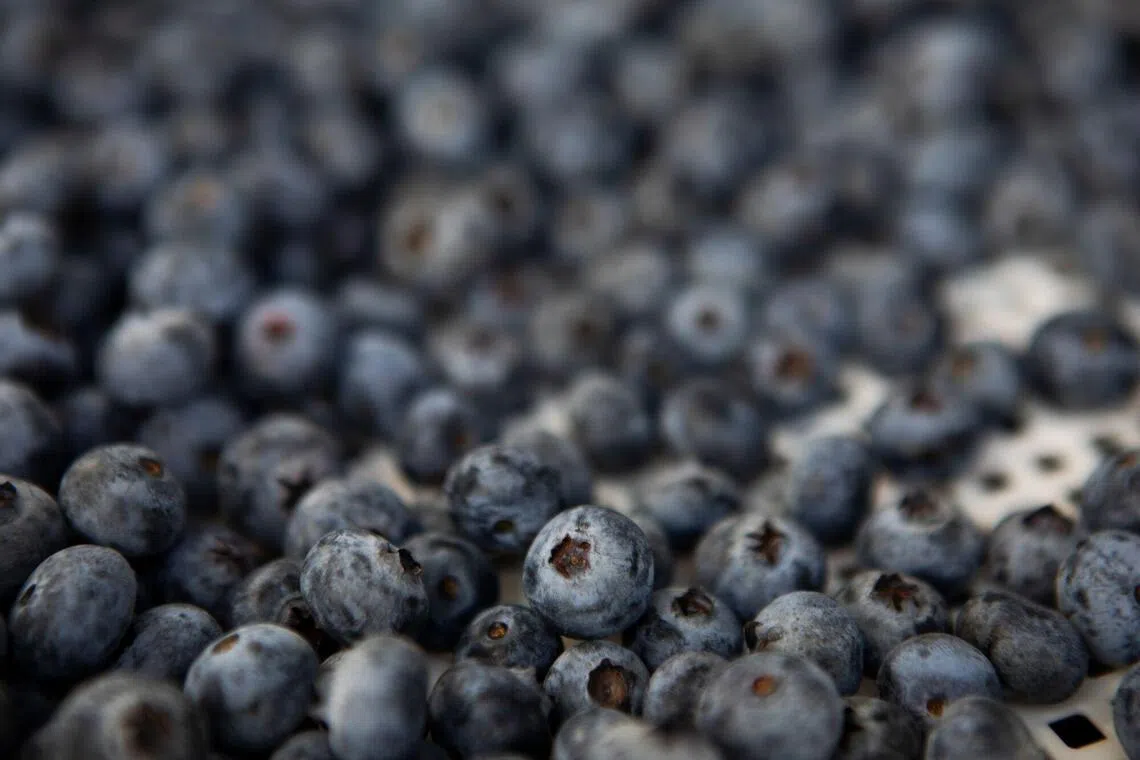 Peru is the world’s largest exporter of fresh blueberries.