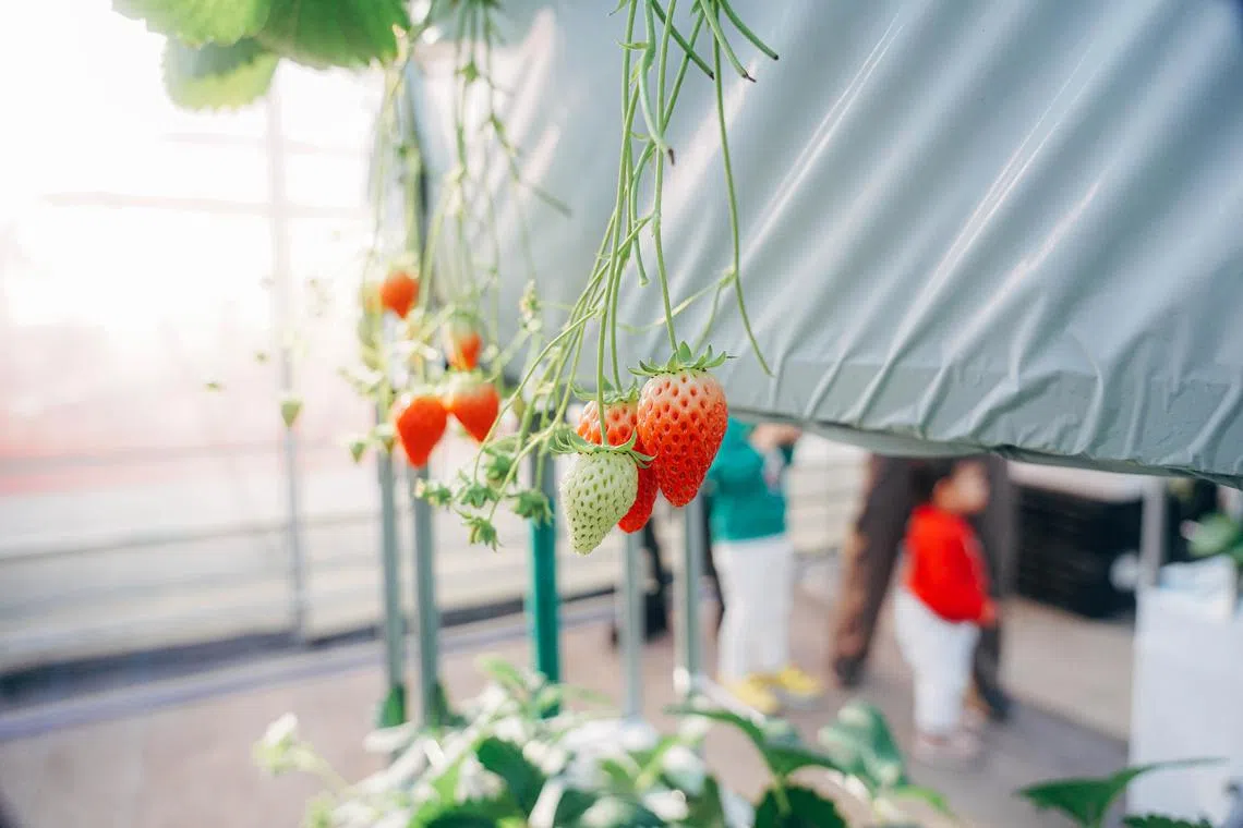 Japan’s strawberries come with an environmental toll. 